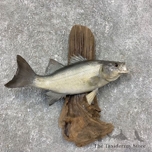 White Bass Taxidermy Fish Mount For Sale #21420 @ The Taxidermy Store