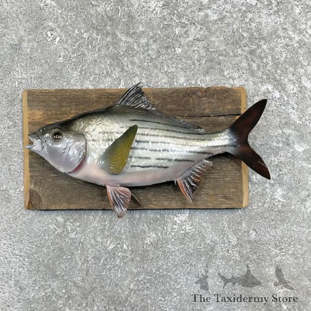 White Bass Taxidermy Fish Mount For Sale #27523 @ The Taxidermy Store