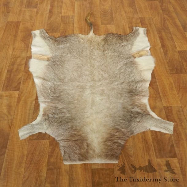 White Blesbok Hide Mount For Sale #17507 @ The Taxidermy Store
