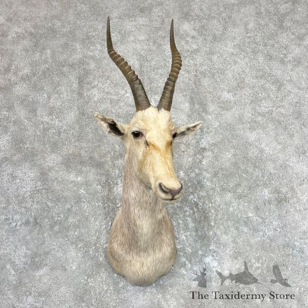 White Blesbok Shoulder Mount For Sale #26943 @ The Taxidermy Store