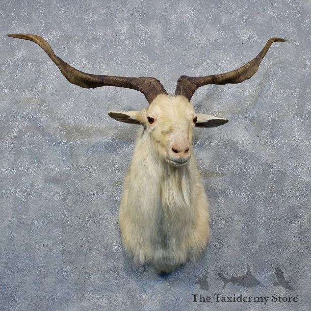 White Catalina Goat Shoulder Head Mount #12024 For Sale @ The Taxidermy Store