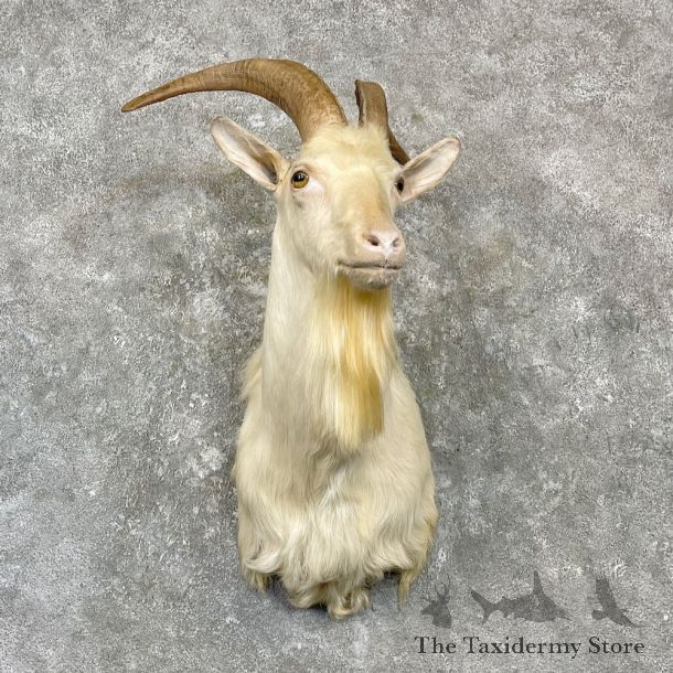 White Catalina Goat Shoulder Mount For Sale #27141 @ The Taxidermy Store