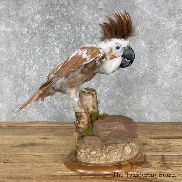 Cockatoo Life Size Taxidermy Mount #25552 For Sale @ The Taxidermy Store