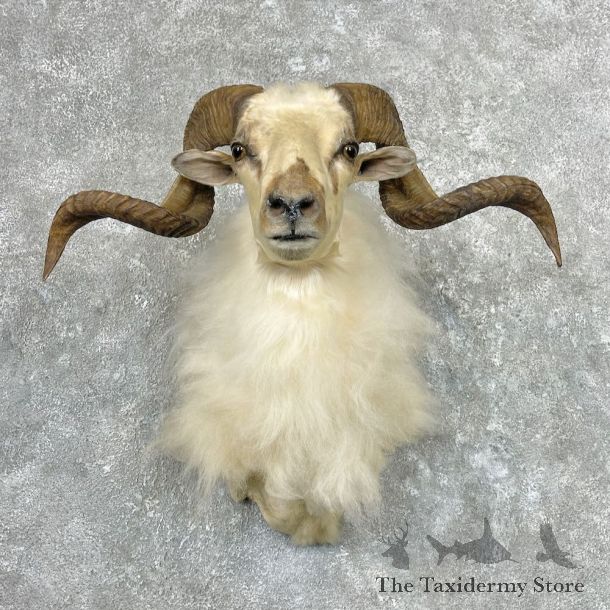 White Corsican Ram Shoulder Mount For Sale #26941 @ The Taxidermy Store