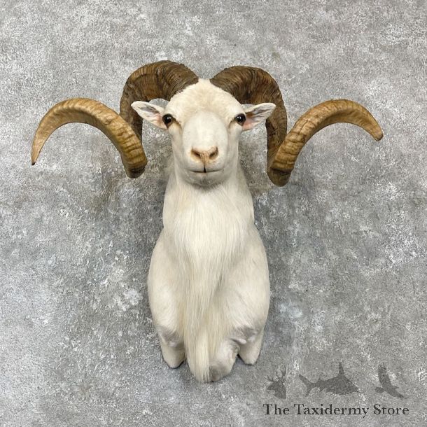 White Corsican Ram Shoulder Mount For Sale #27146 @ The Taxidermy Store