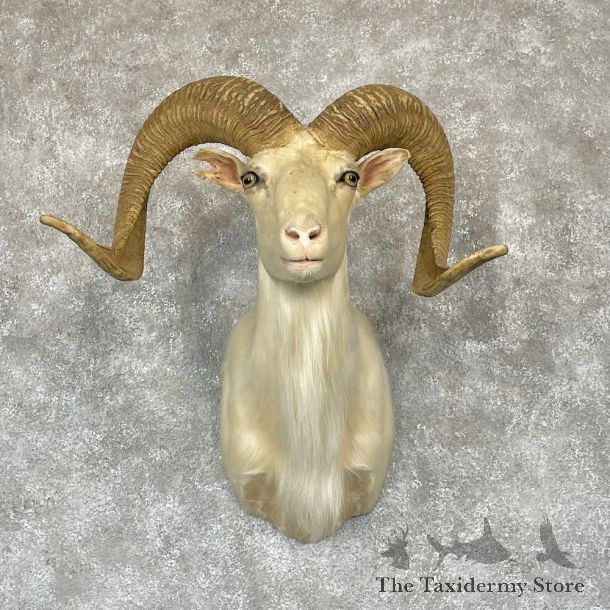 White Corsican Ram Shoulder Mount For Sale #28174 @ The Taxidermy Store