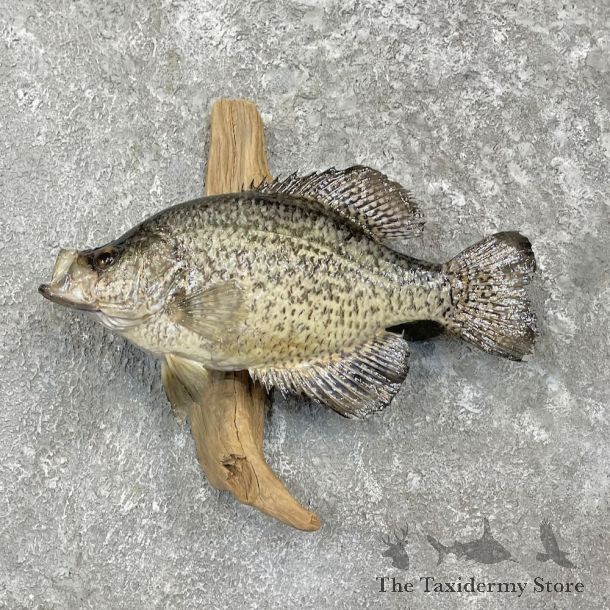 White Crappie Fish Mount For Sale #27309 @ The Taxidermy Store