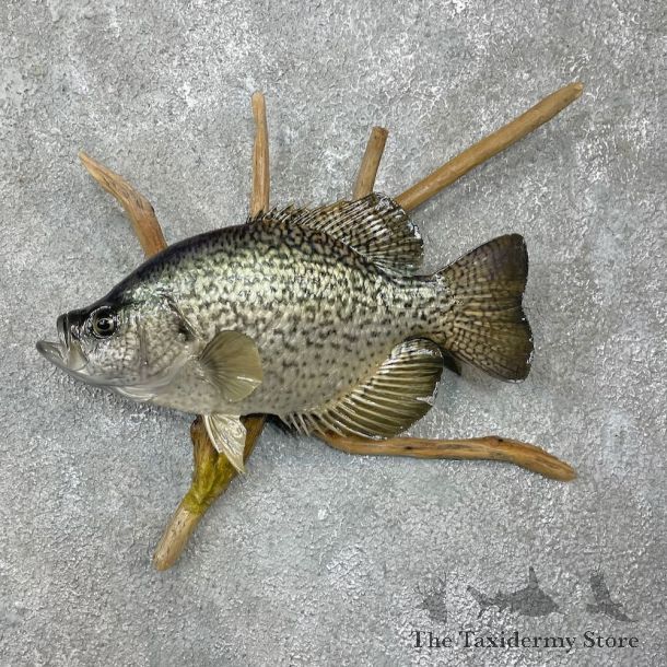 White Crappie Taxidermy Fish Mount #25573 For Sale @ The Taxidermy Store