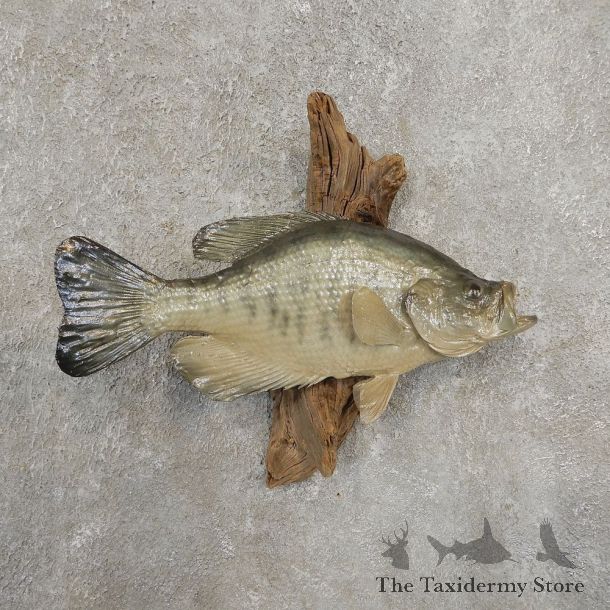 White Crappie Taxidermy Fish Mount #20928 For Sale @ The Taxidermy Store