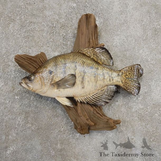 White Crappie Taxidermy Fish Mount #20930 For Sale @ The Taxidermy Store