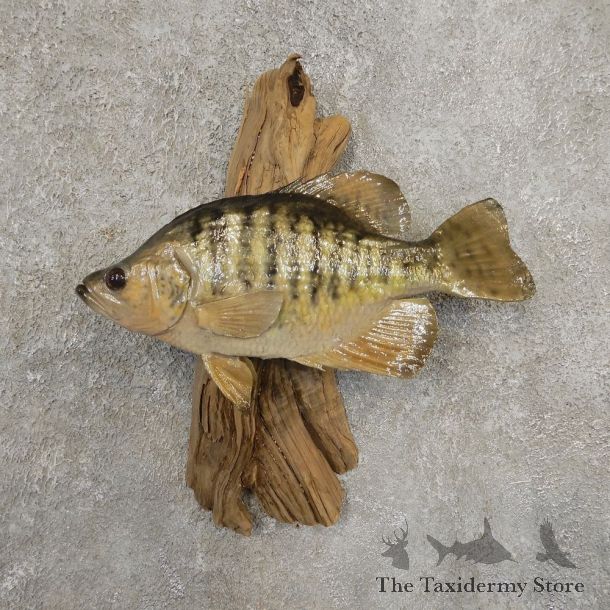 White Crappie Taxidermy Fish Mount #20931 For Sale @ The Taxidermy Store