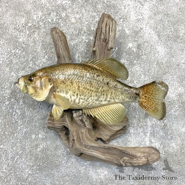 White Crappie Taxidermy Fish Mount #23836 For Sale @ The Taxidermy Store
