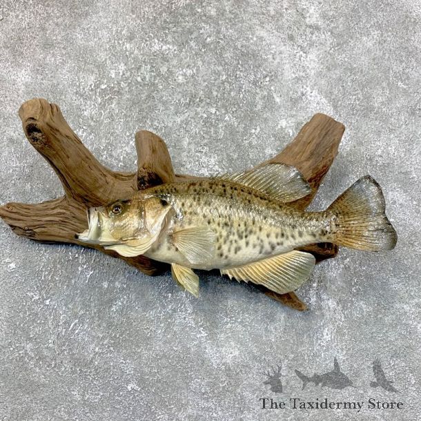 White Crappie Taxidermy Fish Mount #23837 For Sale @ The Taxidermy Store