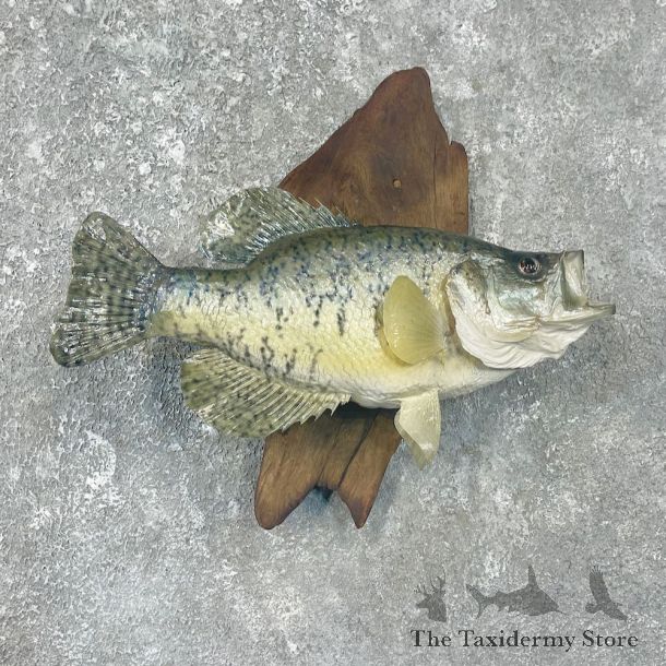 White Crappie Taxidermy Fish Mount #25900 For Sale @ The Taxidermy Store