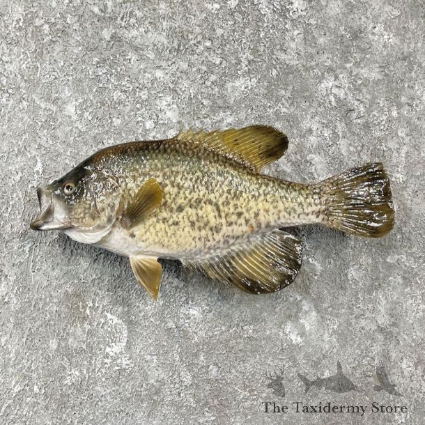 White Crappie Taxidermy Fish Mount #26135 For Sale @ The Taxidermy Store