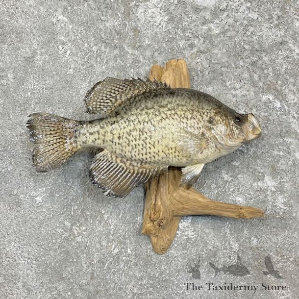 White Crappie Taxidermy Fish Mount For Sale #27308 @ The Taxidermy Store