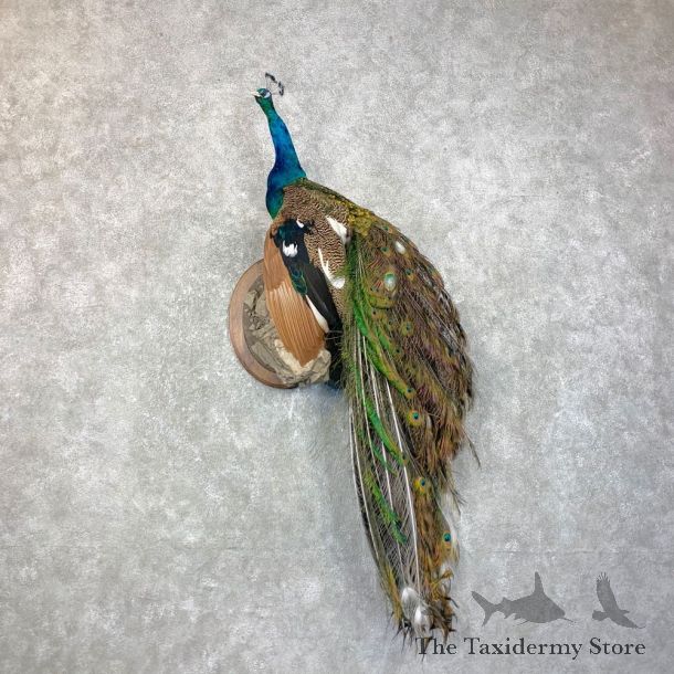 White Eyed Peacock Bird Mount For Sale #23869 @ The Taxidermy Store