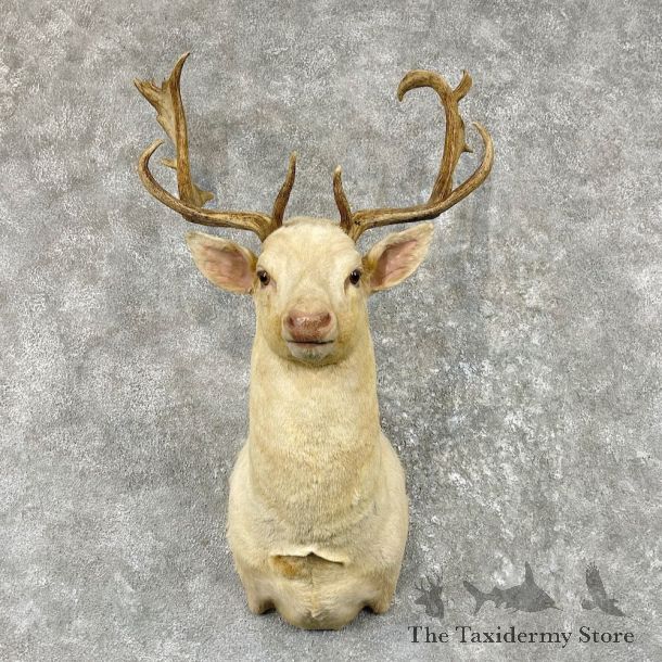 White Fallow Deer Shoulder Mount For Sale #26174 @ The Taxidermy Store