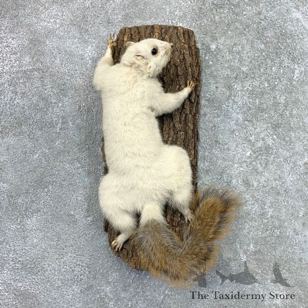White Fox Squirrel Mount For Sale #23061 @ The Taxidermy Store