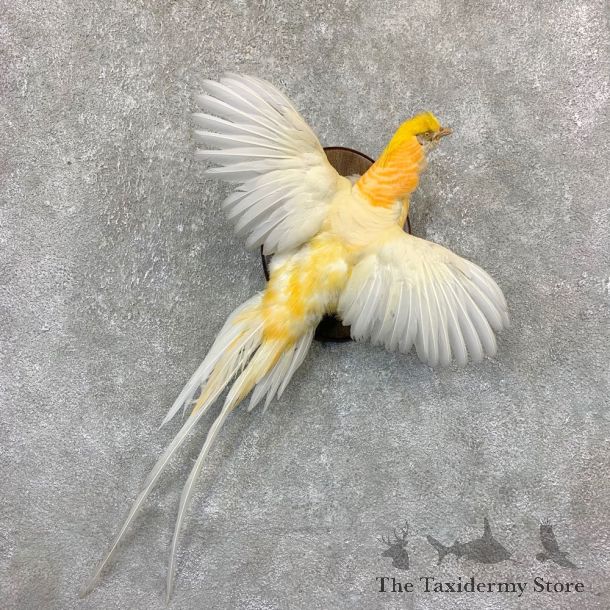 White Golden Pheasant Bird Mount For Sale #21627 @ The Taxidermy Store