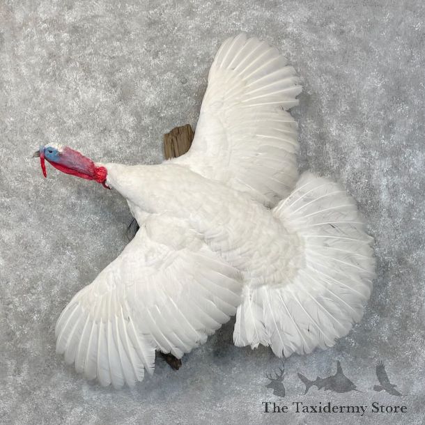 White Holland Turkey Bird Mount For Sale #28505 @ The Taxidermy Store