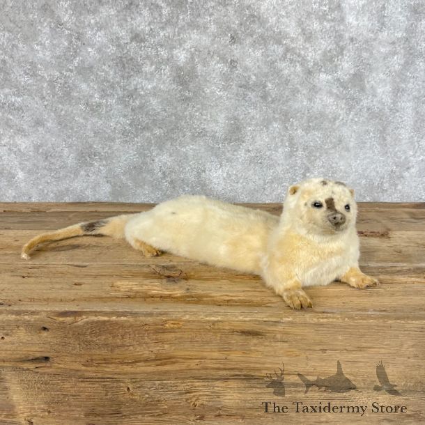 White Leucistic River Otter Life-Size Mount For Sale #28392 @ The Taxidermy Store