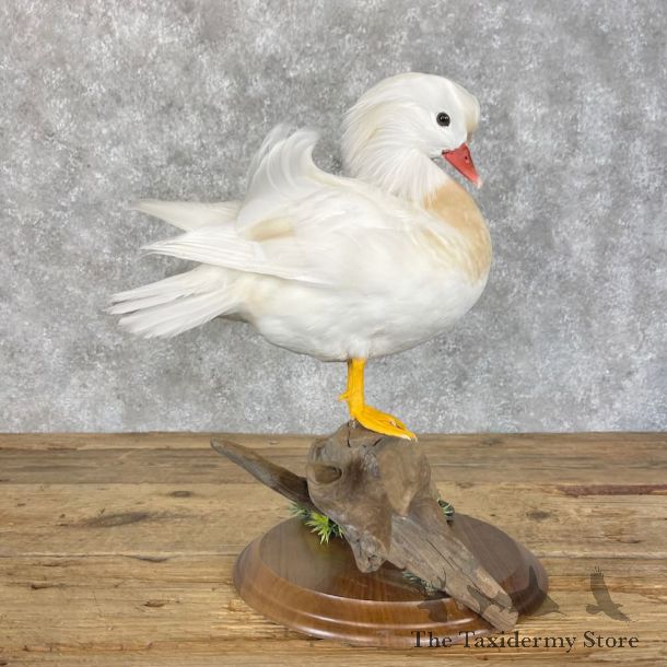 White Mandarin Duck Bird Mount For Sale #28507 @ The Taxidermy Store