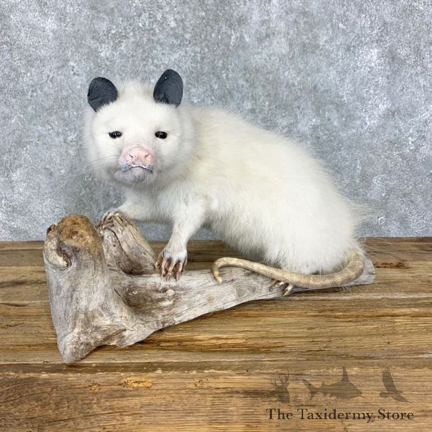 White Opossum Taxidermy Mount For Sale #23470 @ The Taxidermy Store