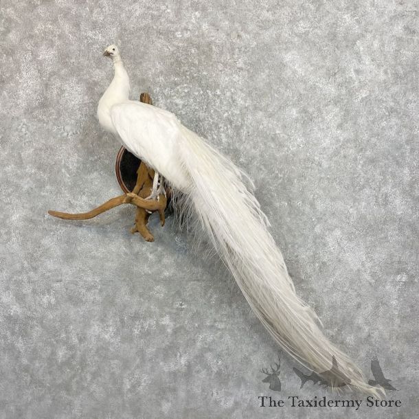 White Peacock Bird Mount For Sale #27471 @ The Taxidermy Store