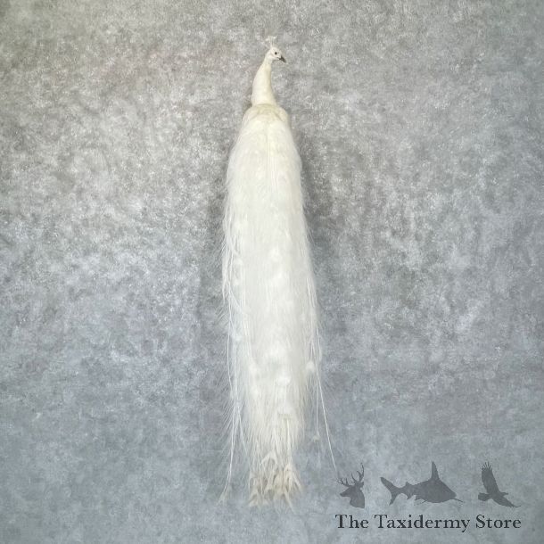 White Peacock Bird Mount For Sale #28747 @ The Taxidermy Store