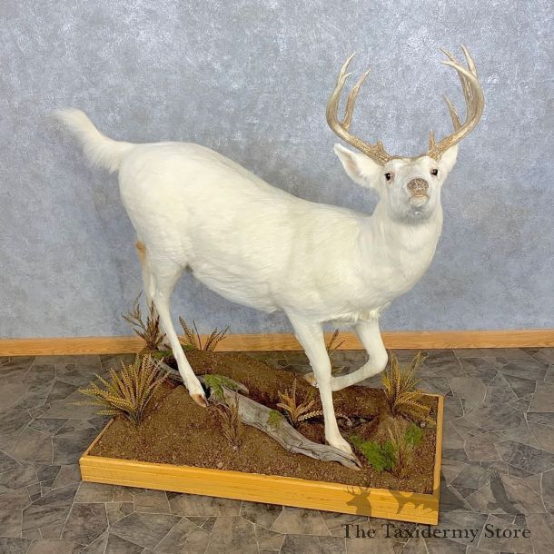 White Phase Whitetail Deer Life Size Taxidermy Mount #23314 For Sale @ The Taxidermy Store 
