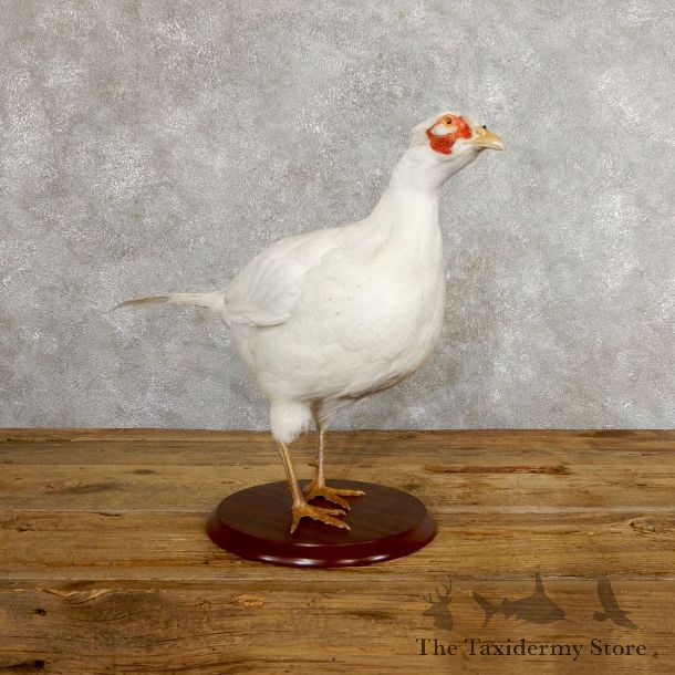 White Pheasant Bird Mount For Sale #19750 @ The Taxidermy Store