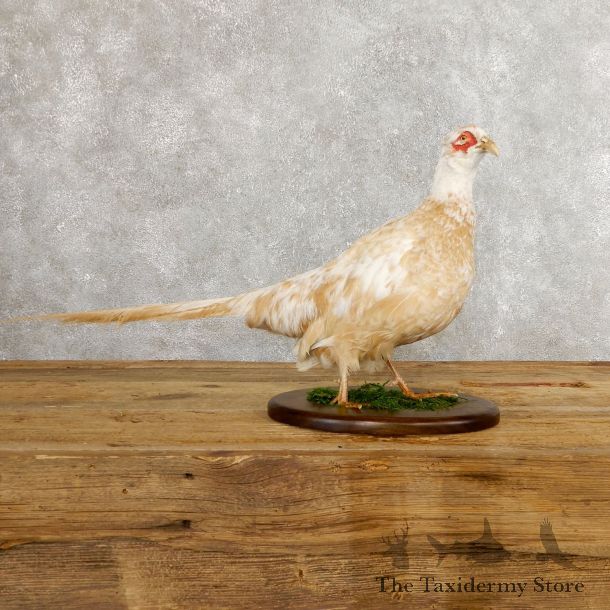 White Pheasant Bird Mount For Sale #19751 @ The Taxidermy Store