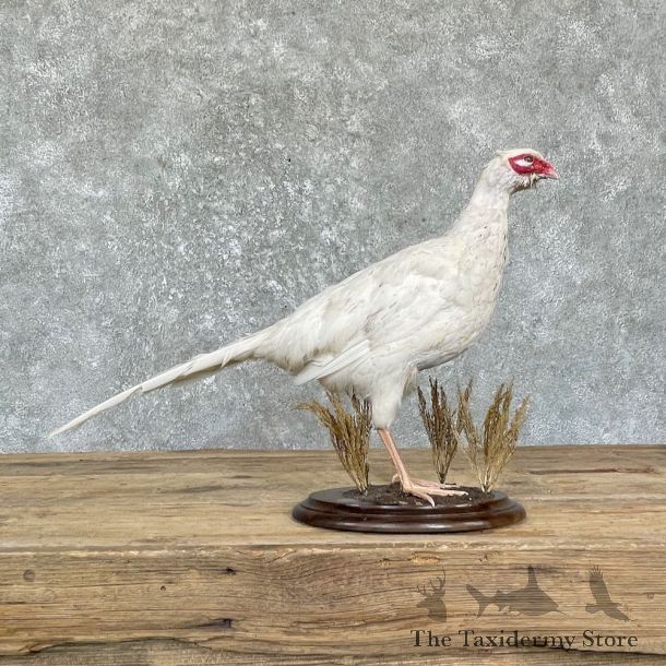 White Pheasant Bird Mount For Sale #26350 @ The Taxidermy Store