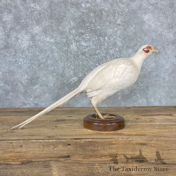 White Pheasant Bird Mount For Sale #26980 @ The Taxidermy Store
