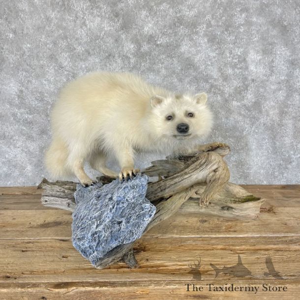White Raccoon Life-Size Mount For Sale #28248 @ The Taxidermy Store
