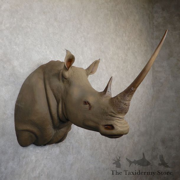 White Rhinoceros Replica Shoulder Mount For Sale #19346 @ The Taxidermy Store