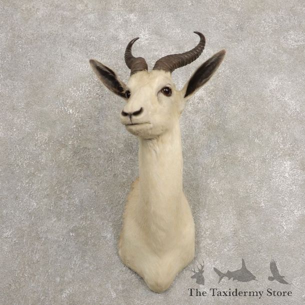 White Springbok Shoulder Mount #20475 For Sale @ The Taxidermy Store