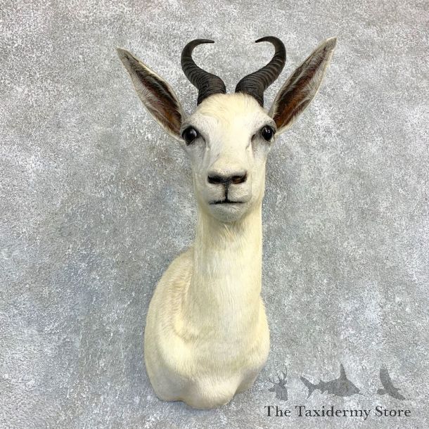 White Springbok Shoulder Mount #22094 For Sale @ The Taxidermy Store