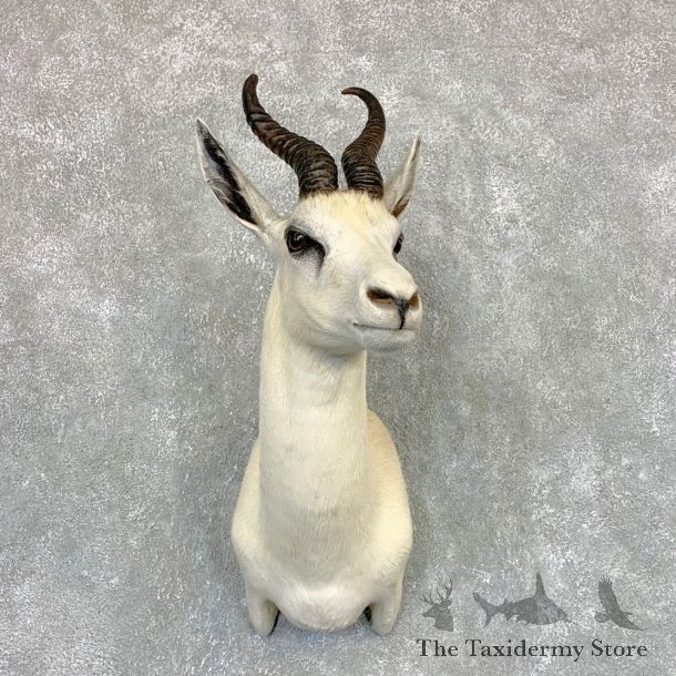 White Springbok Shoulder Mount #22097 For Sale @ The Taxidermy Store