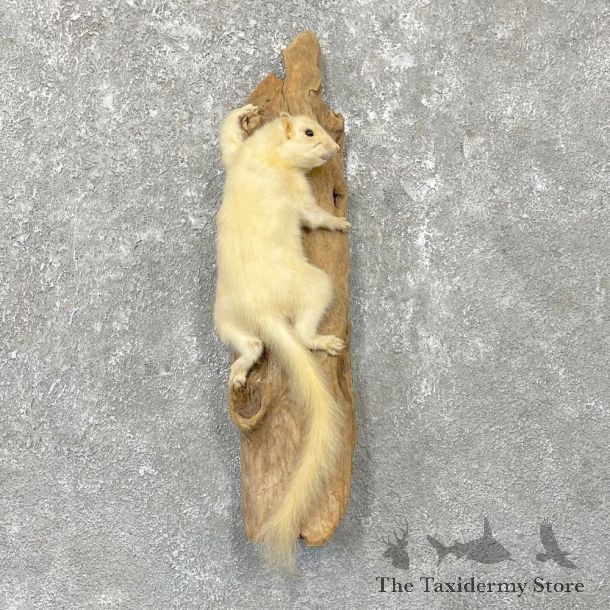White Squirrel Mount For Sale #24924 @ The Taxidermy Store