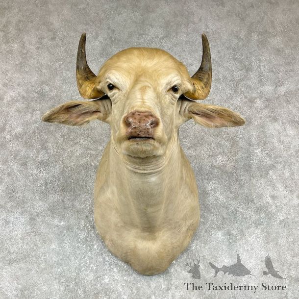 White Water Buffalo Shoulder Mount For Sale #25853 For Sale @ The Taxidermy Store