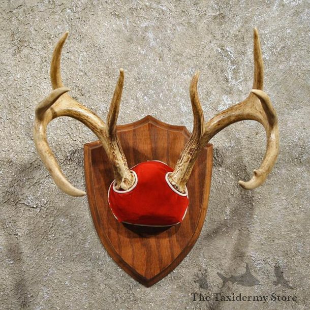 Whitetail Deer Antler Plaque #11008 - For Sale - The Taxidermy Store