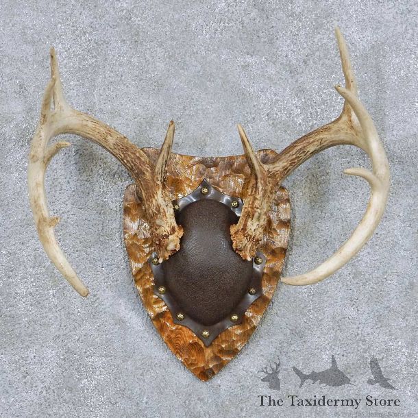 Whitetail Deer Antler Plaque Taxidermy Mount #13840 For Sale @ The Taxidermy Store