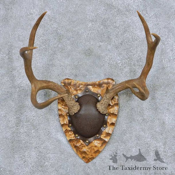 Whitetail Deer Antler Plaque Taxidermy Mount #13841 For Sale @ The Taxidermy Store