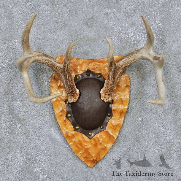 Whitetail Deer Antler Plaque Taxidermy Mount #13842 For Sale @ The Taxidermy Store