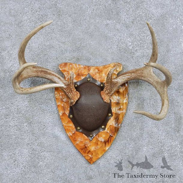 Whitetail Deer Antler Plaque Taxidermy Mount #13843 For Sale @ The Taxidermy Store