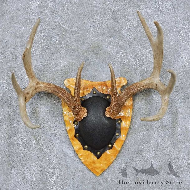 Whitetail Deer Antler Plaque Taxidermy Mount #13844 For Sale @ The Taxidermy Store