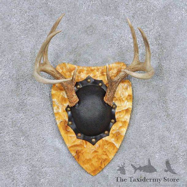 Whitetail Deer Antler Plaque Taxidermy Mount #13845 For Sale @ The Taxidermy Store