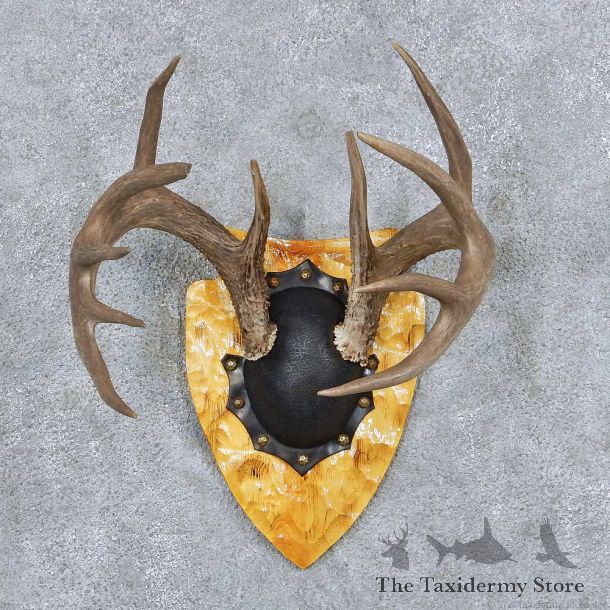 Whitetail Deer Antler Plaque Taxidermy Mount #13846 For Sale @ The Taxidermy Store